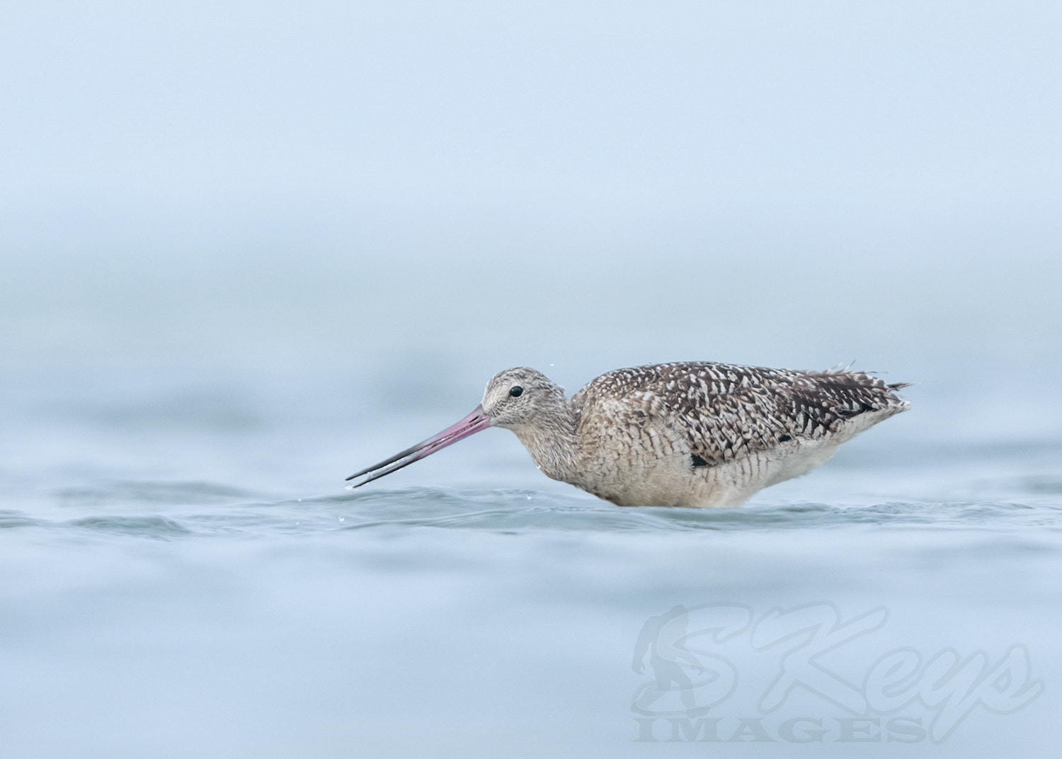 Nikon D7200 + Sigma 500mm F4.5 EX DG HSM sample photo. Marbled (marbled gotwit) photography