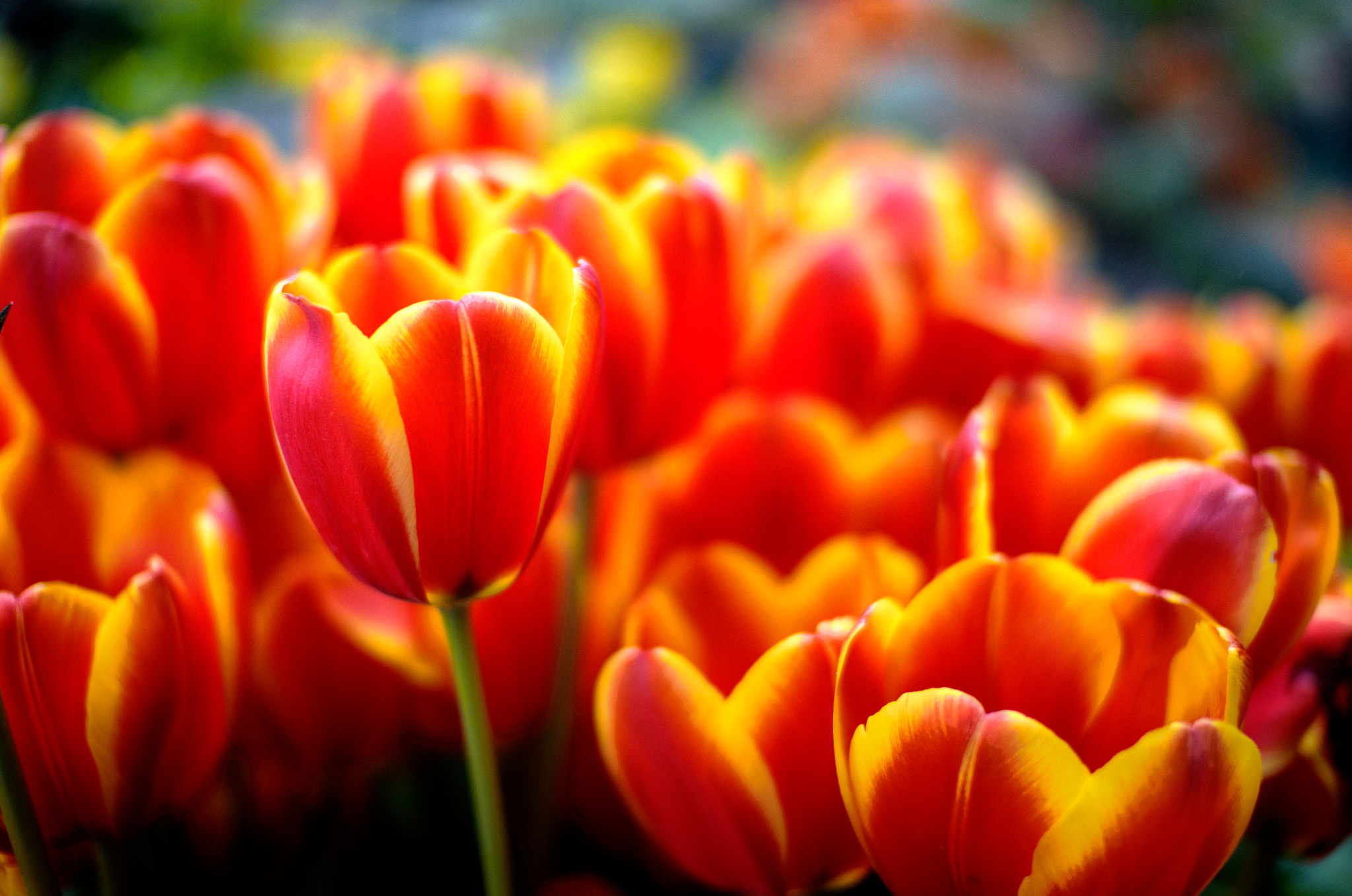 Nikon D7000 + Sigma 30mm F1.4 EX DC HSM sample photo. How lovely is thy tulip field photography