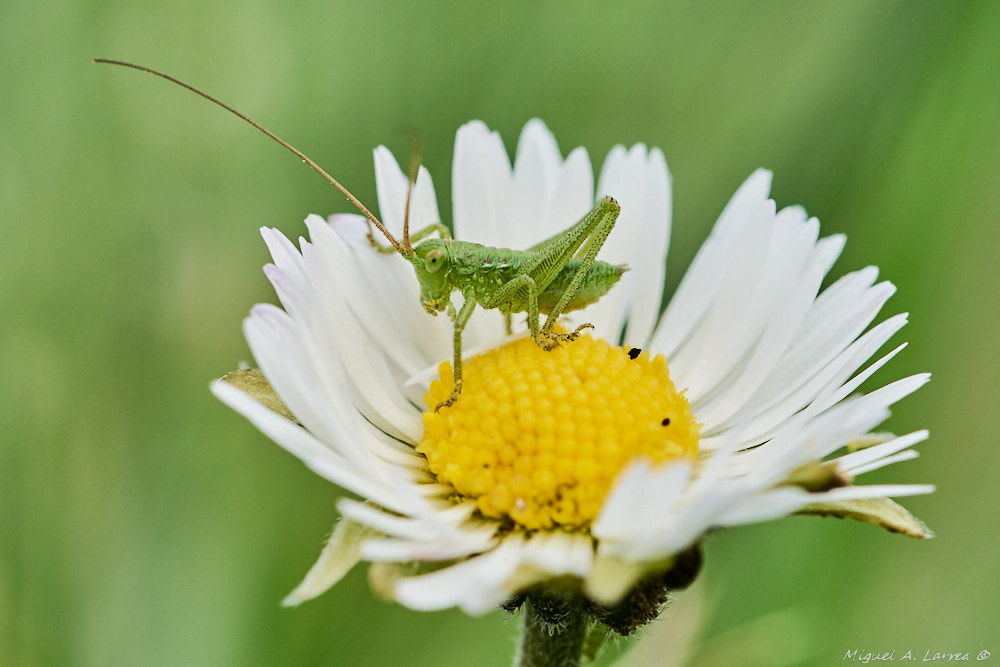 Sony ILCA-77M2 + 150mm F2.8 sample photo. Saltamontes y margarita photography