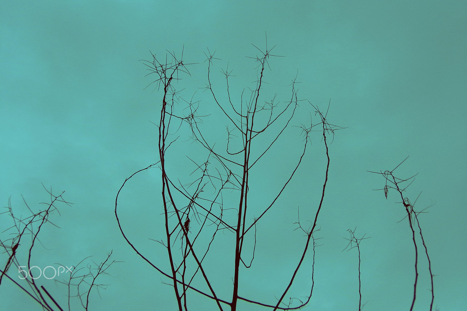 Kodak PIXPRO AZ501 sample photo. Lonely tree photography