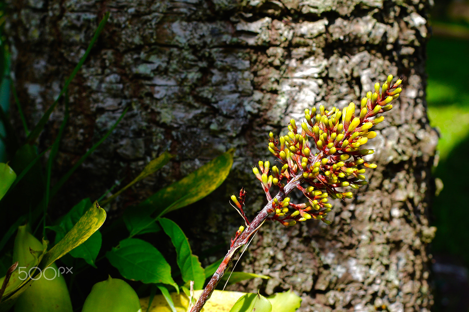 Canon EOS 700D (EOS Rebel T5i / EOS Kiss X7i) + Canon EF 50mm F1.4 USM sample photo. Bromelia photography