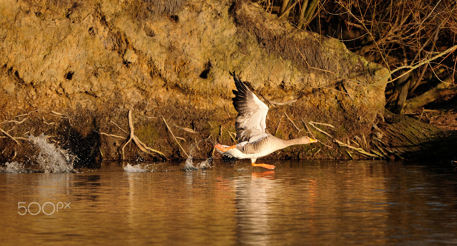 Nikon AF-S Nikkor 400mm F2.8G ED VR II sample photo. Grey goose at the start photography