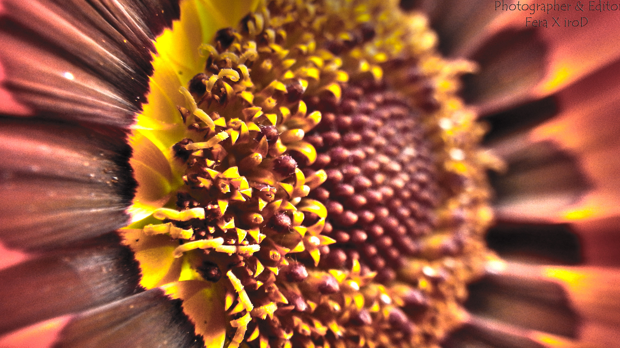 Pentax Optio WG-2 GPS sample photo. Closeup of a flower photography