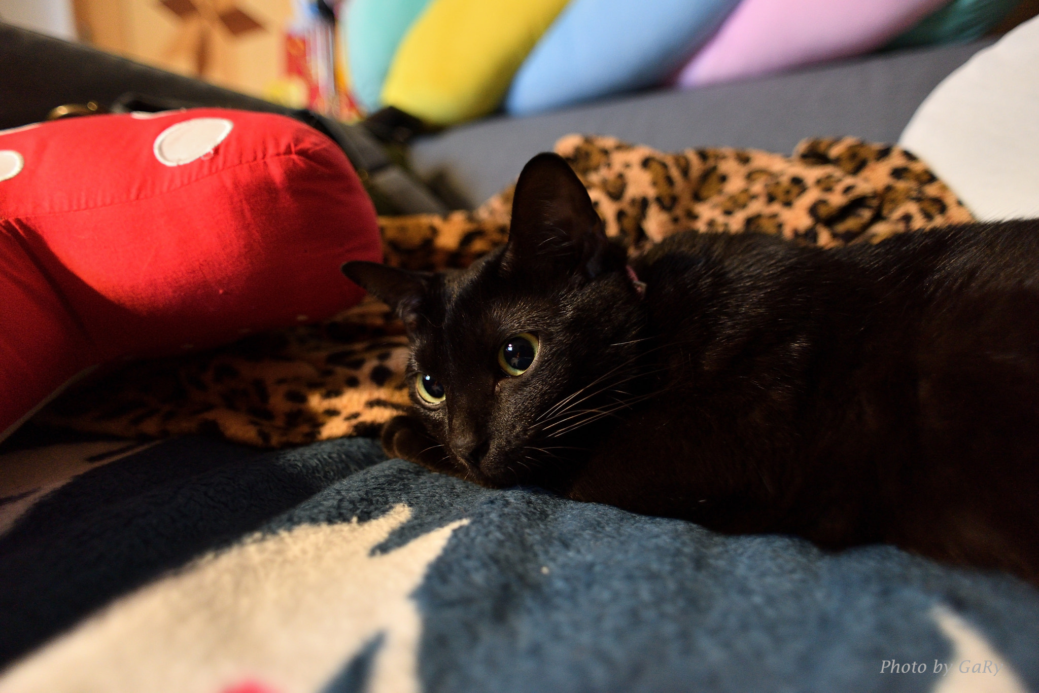 Nikon D810 + Nikon AF Nikkor 20mm F2.8D sample photo. Dsc_3905.jpg photography