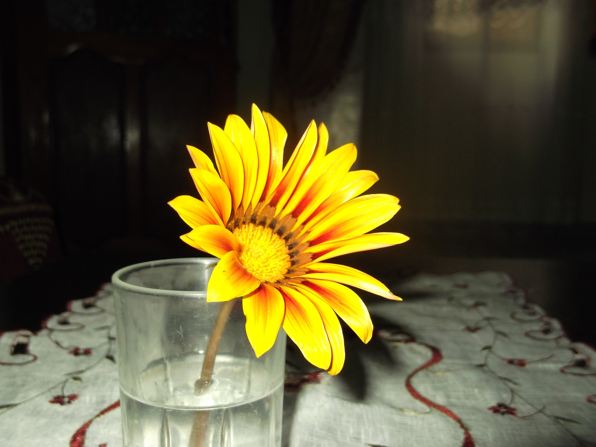 Fujifilm FinePix L30 sample photo. Nature beautiful flower yellow photography