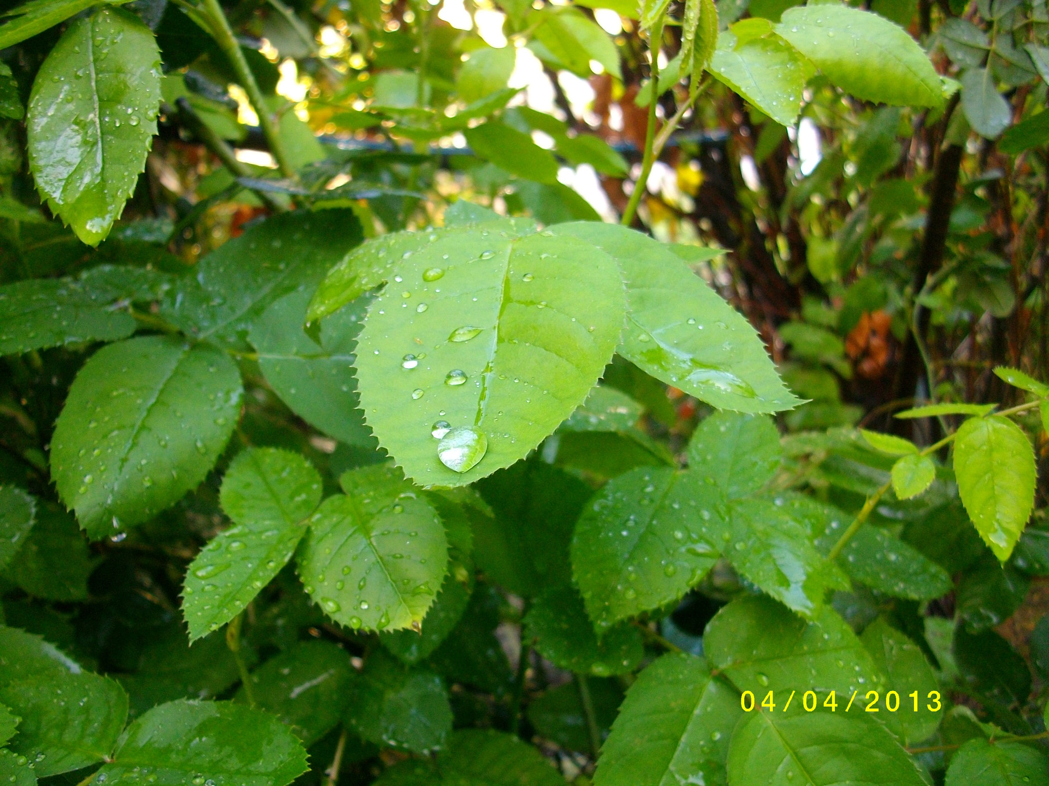 Pentax Optio E75 sample photo. Nature rain_showers beautiful photography