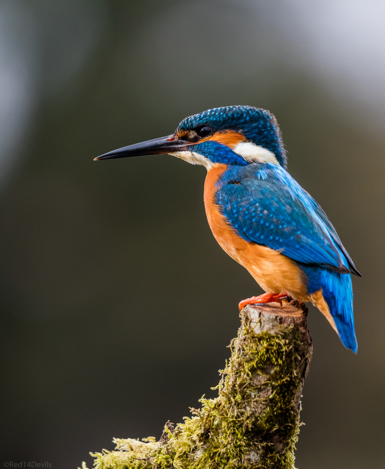 Canon EF 100-400mm F4.5-5.6L IS II USM sample photo. Kingfisher photography