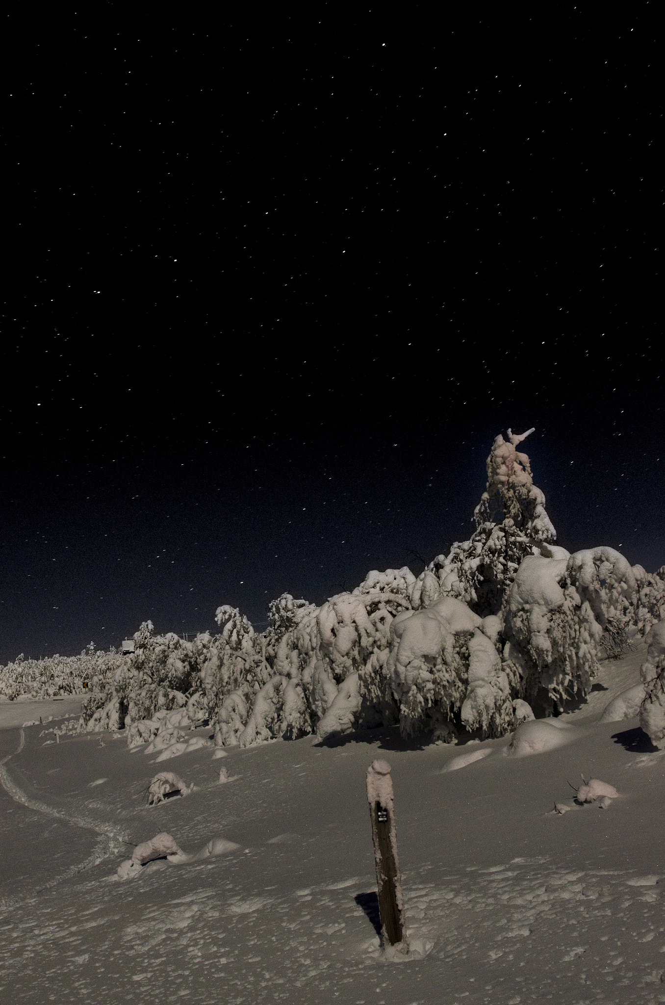 Nikon D7000 + Nikon AF-S Nikkor 24mm F1.4G ED sample photo. Winter stars in uvdal photography