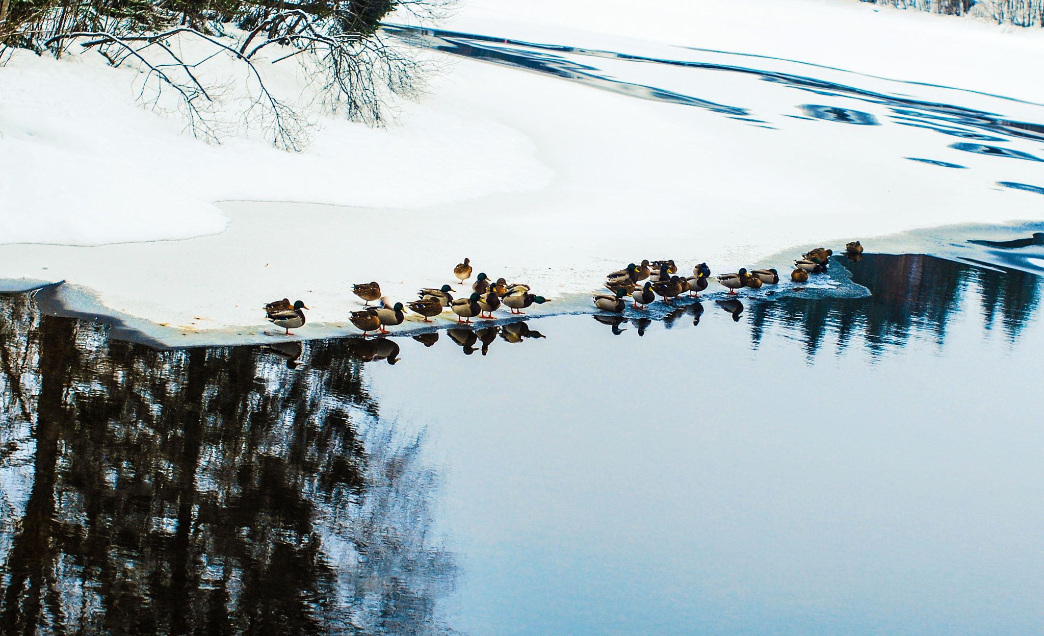 Nikon D40X + Nikon AF-S Nikkor 50mm F1.4G sample photo. Winter birds photography