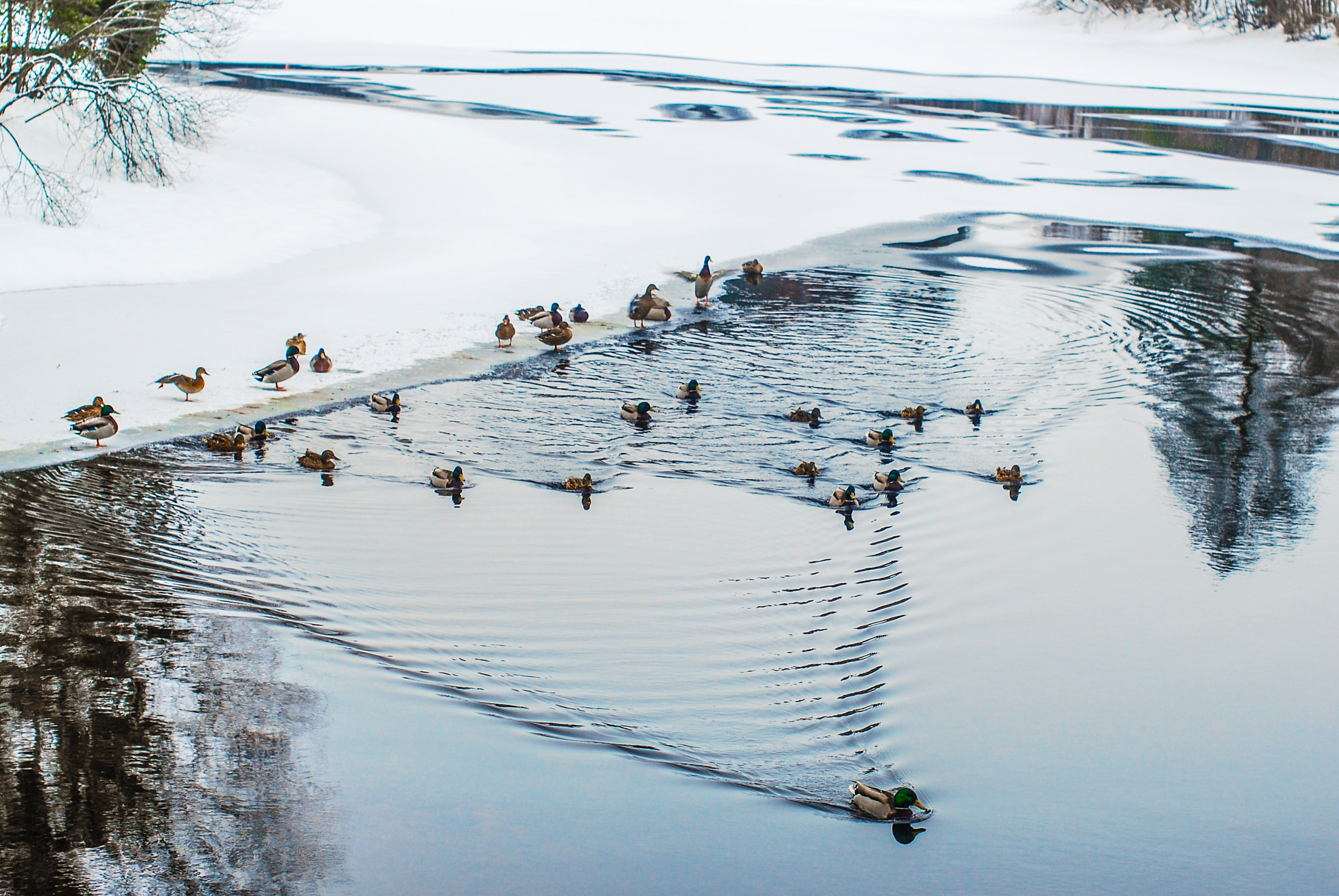 Nikon D40X + Nikon AF-S Nikkor 50mm F1.4G sample photo. Winter birds photography