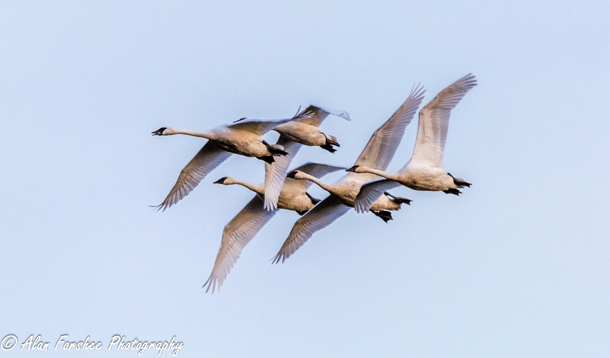 Nikon D3300 + Sigma 150-500mm F5-6.3 DG OS HSM sample photo. Swans in formation photography