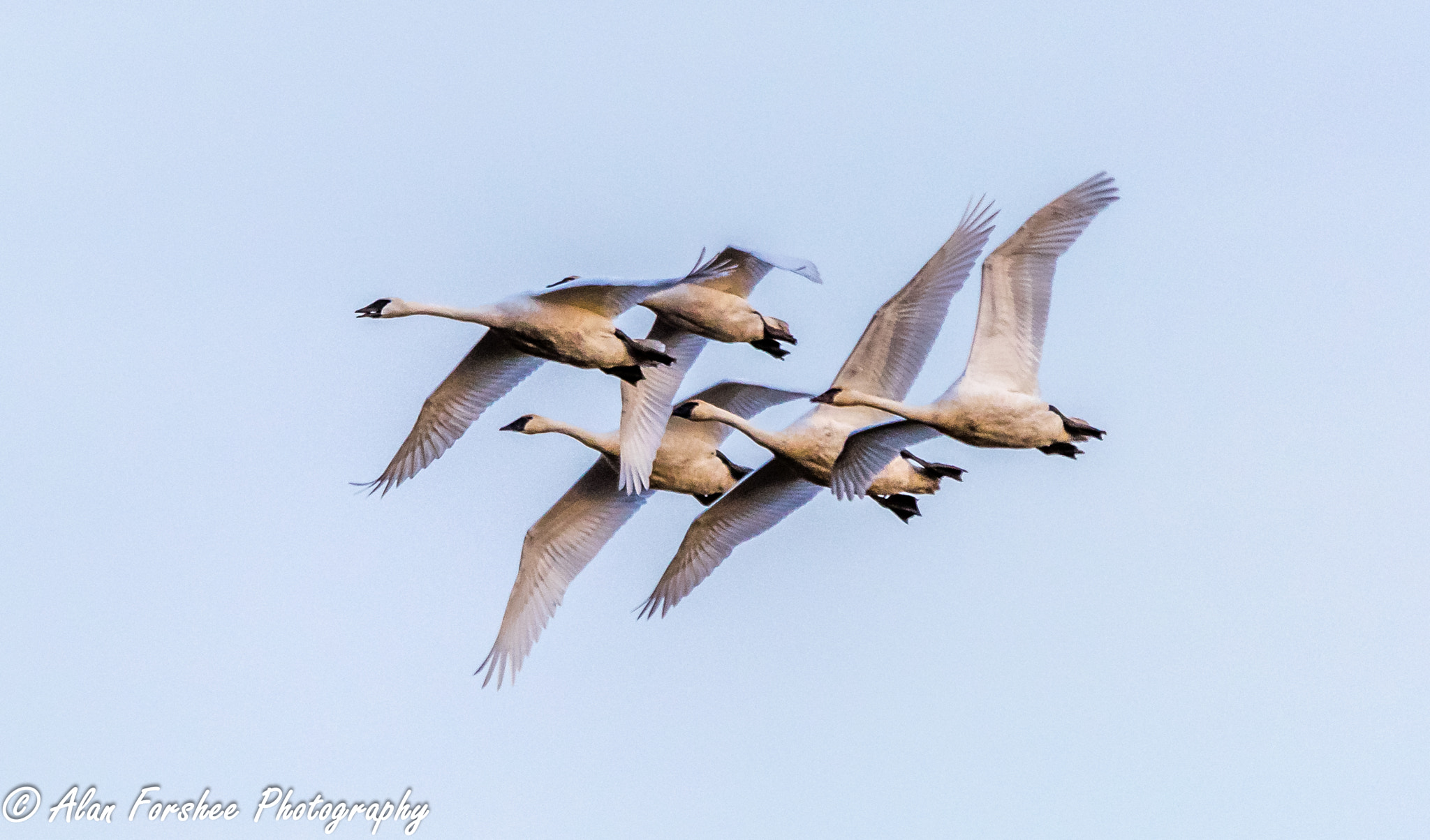 Sigma 150-500mm F5-6.3 DG OS HSM sample photo. Swans in formation photography
