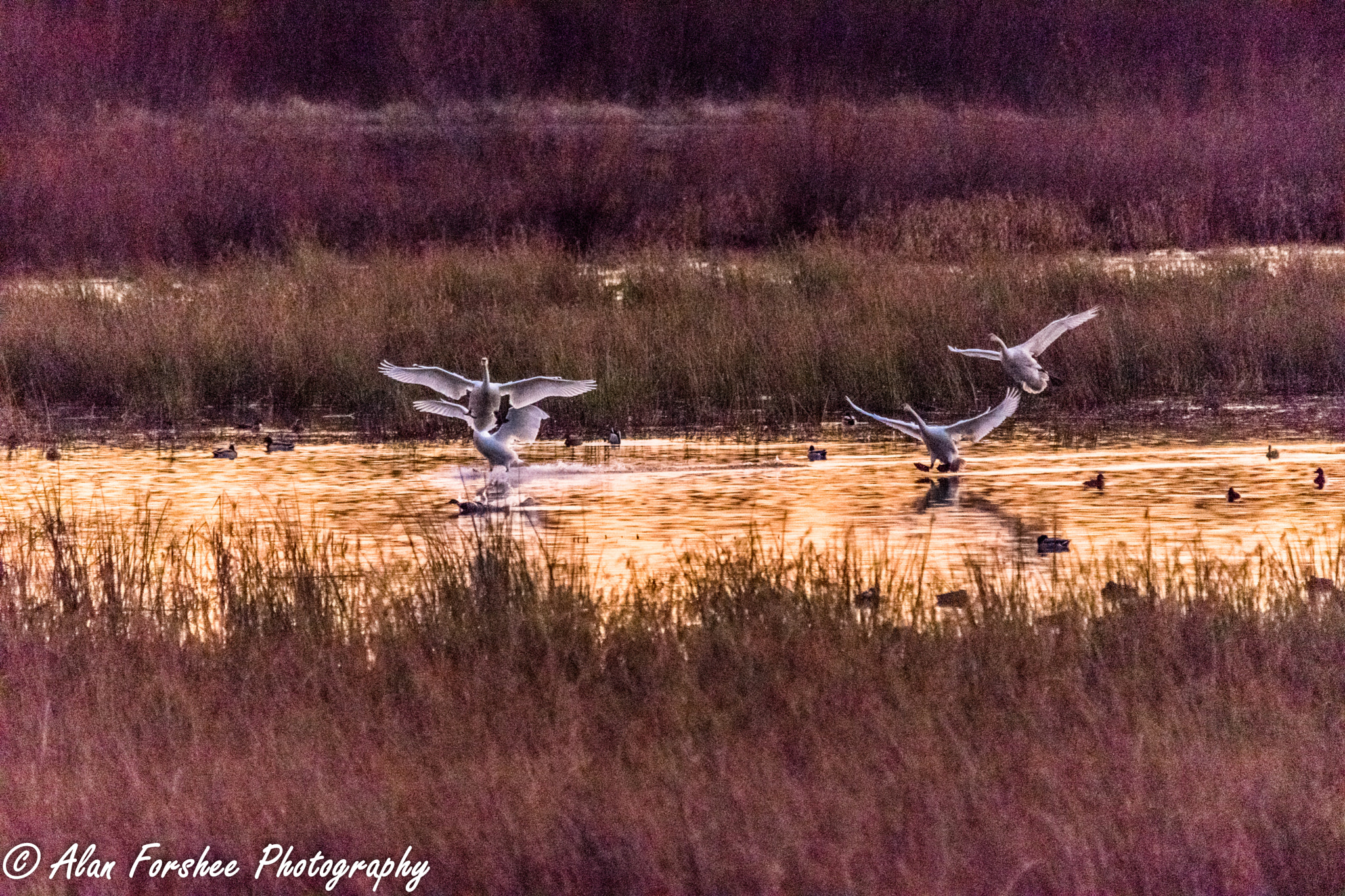 Sigma 150-500mm F5-6.3 DG OS HSM sample photo. Swans landing photography