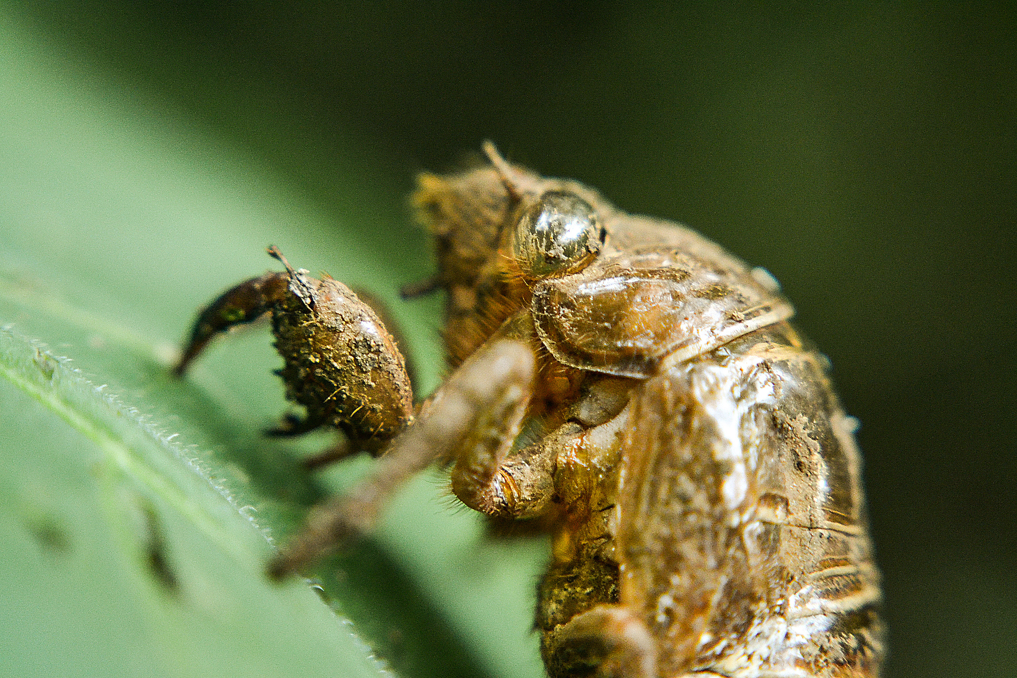 Nikon D3100 + Nikon AF-S DX Nikkor 18-55mm F3.5-5.6G VR II sample photo. Supposedly a dead cicada photography