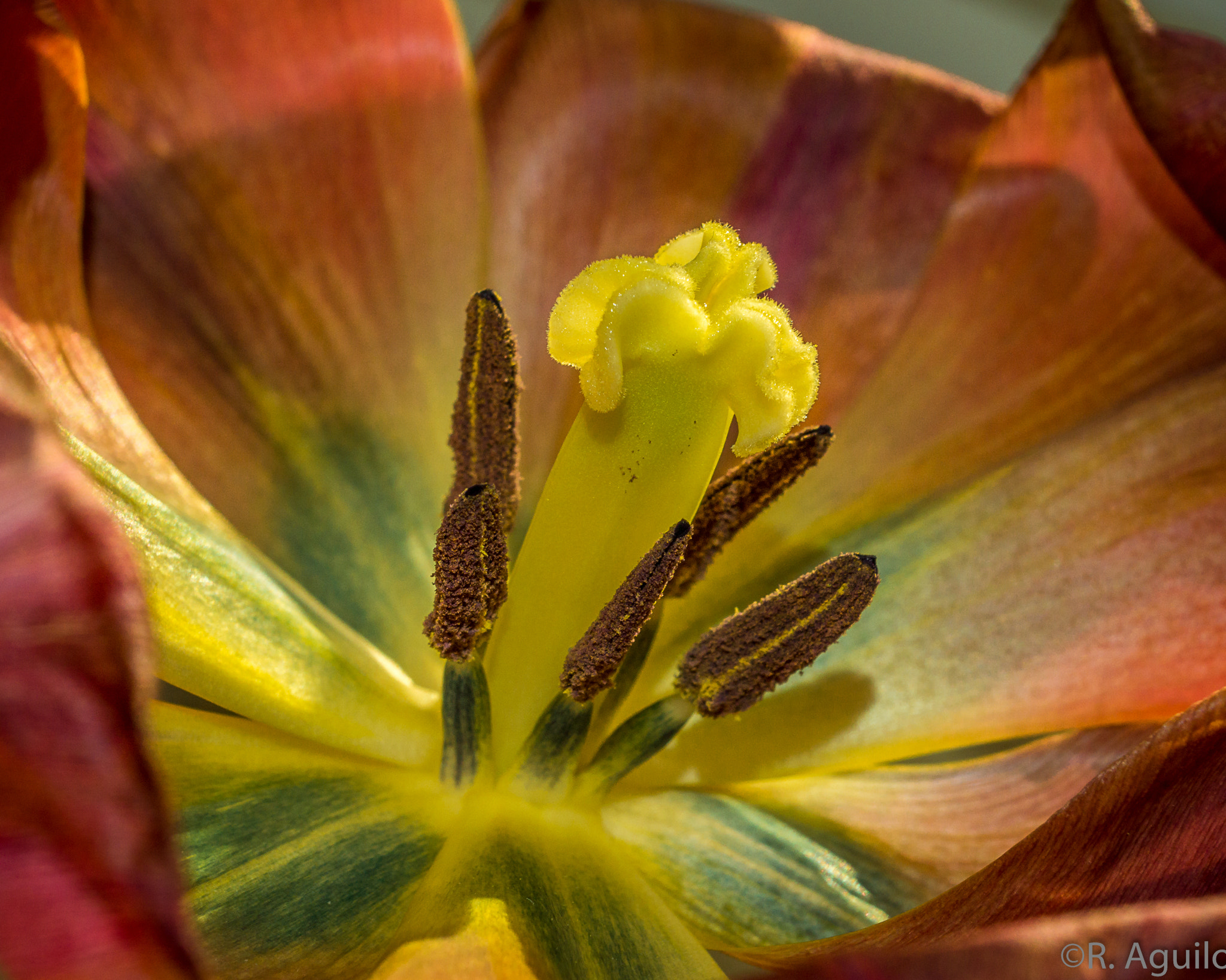 Sony SLT-A65 (SLT-A65V) + 35-70mm F4 sample photo. Mature tulip photography