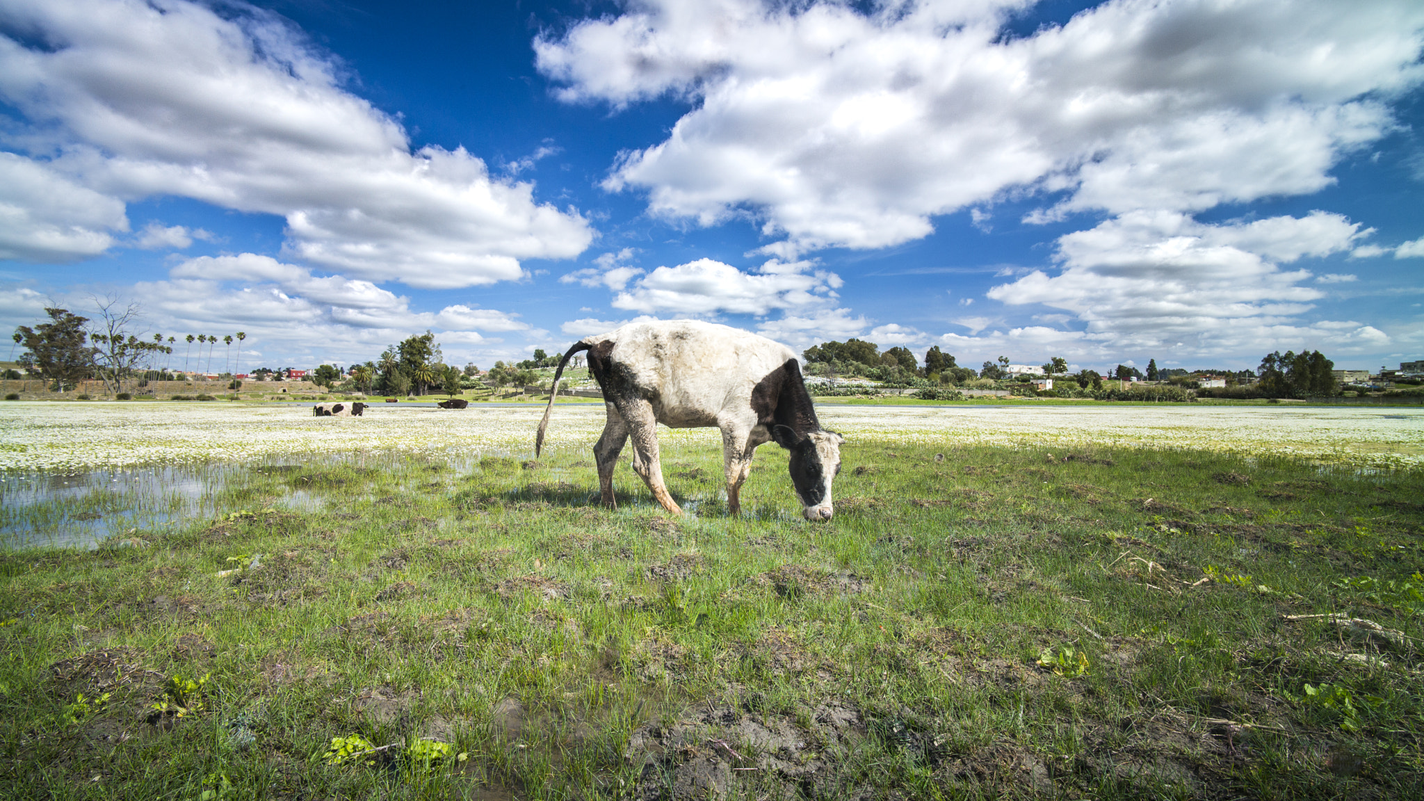 Elmarit-M 1:2.8/21 sample photo. Muuuu~~ photography