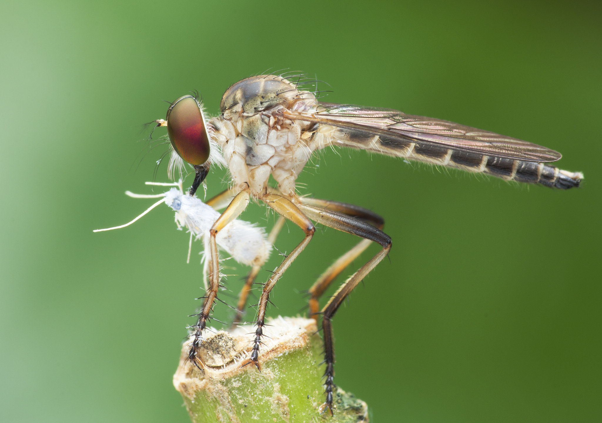 Canon EOS 60D + Canon EF 100mm F2.8 Macro USM sample photo. Robber fly with prey photography