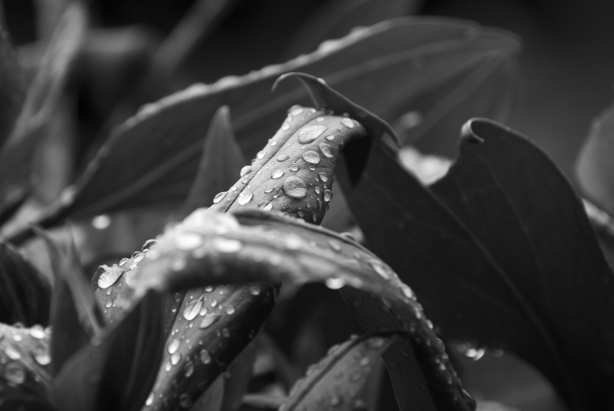 Nikon 1 Nikkor VR 30-110mm F3.8-5.6 sample photo. Rain photography