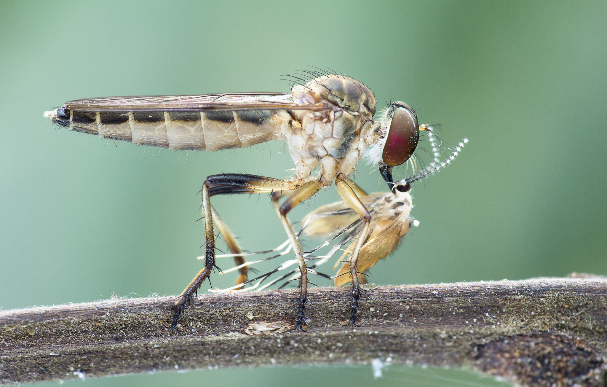 Canon EF 100mm F2.8 Macro USM sample photo. Robber fly with prey photography