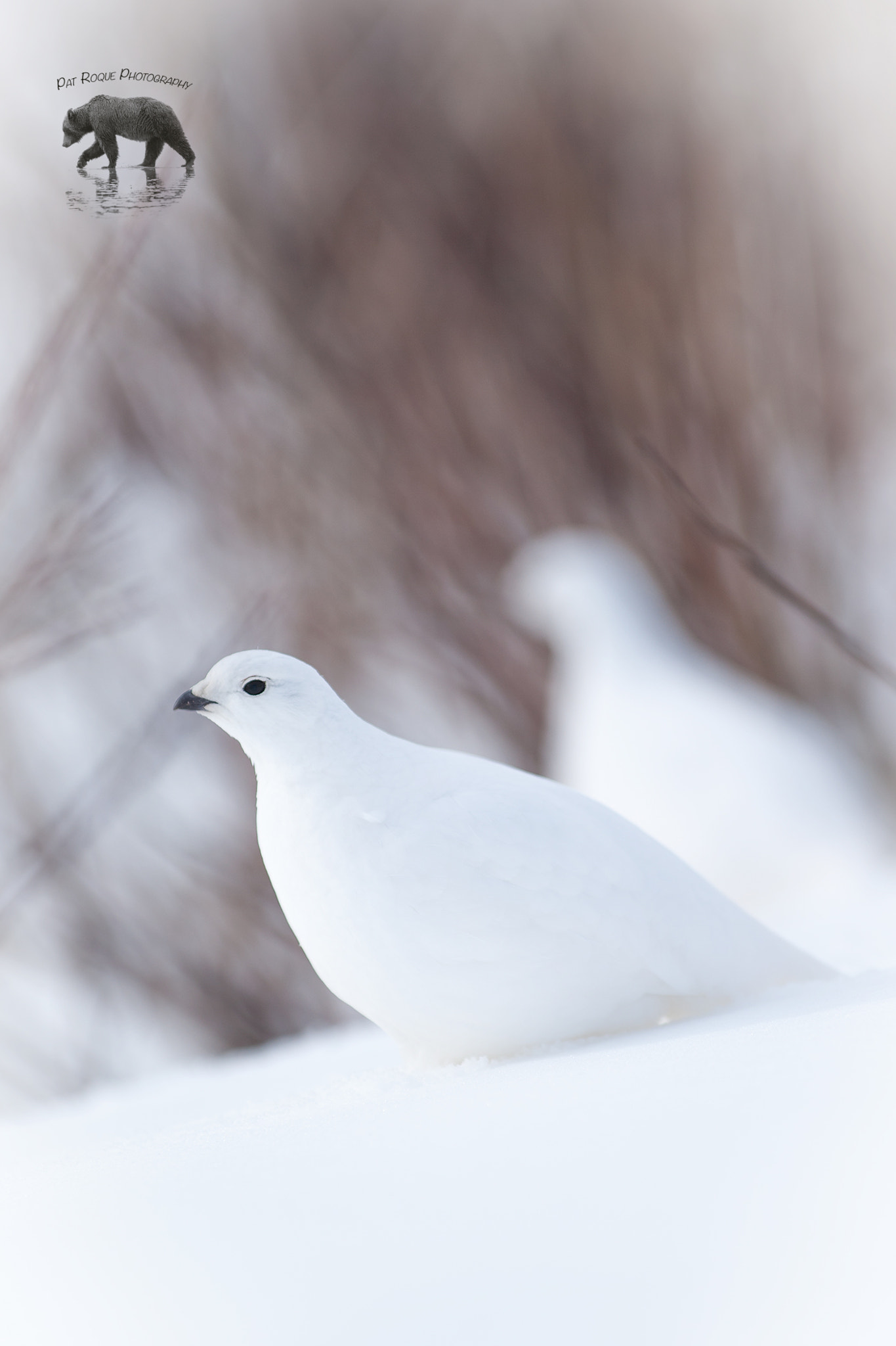 Canon EOS-1D Mark III + Canon EF 300mm f/2.8L sample photo. Whitetail ptarmigans photography