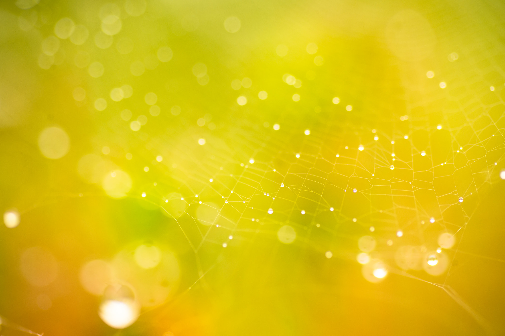 Nikon Df sample photo. Spider's web photography
