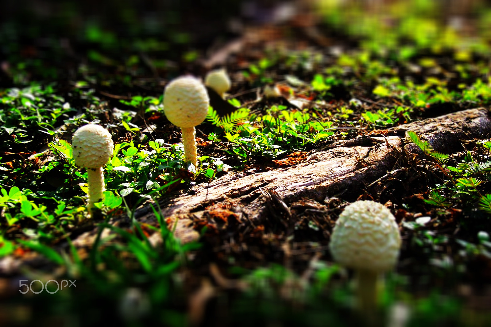 Samsung VLUU NV10, NV10 sample photo. Mushroom photography