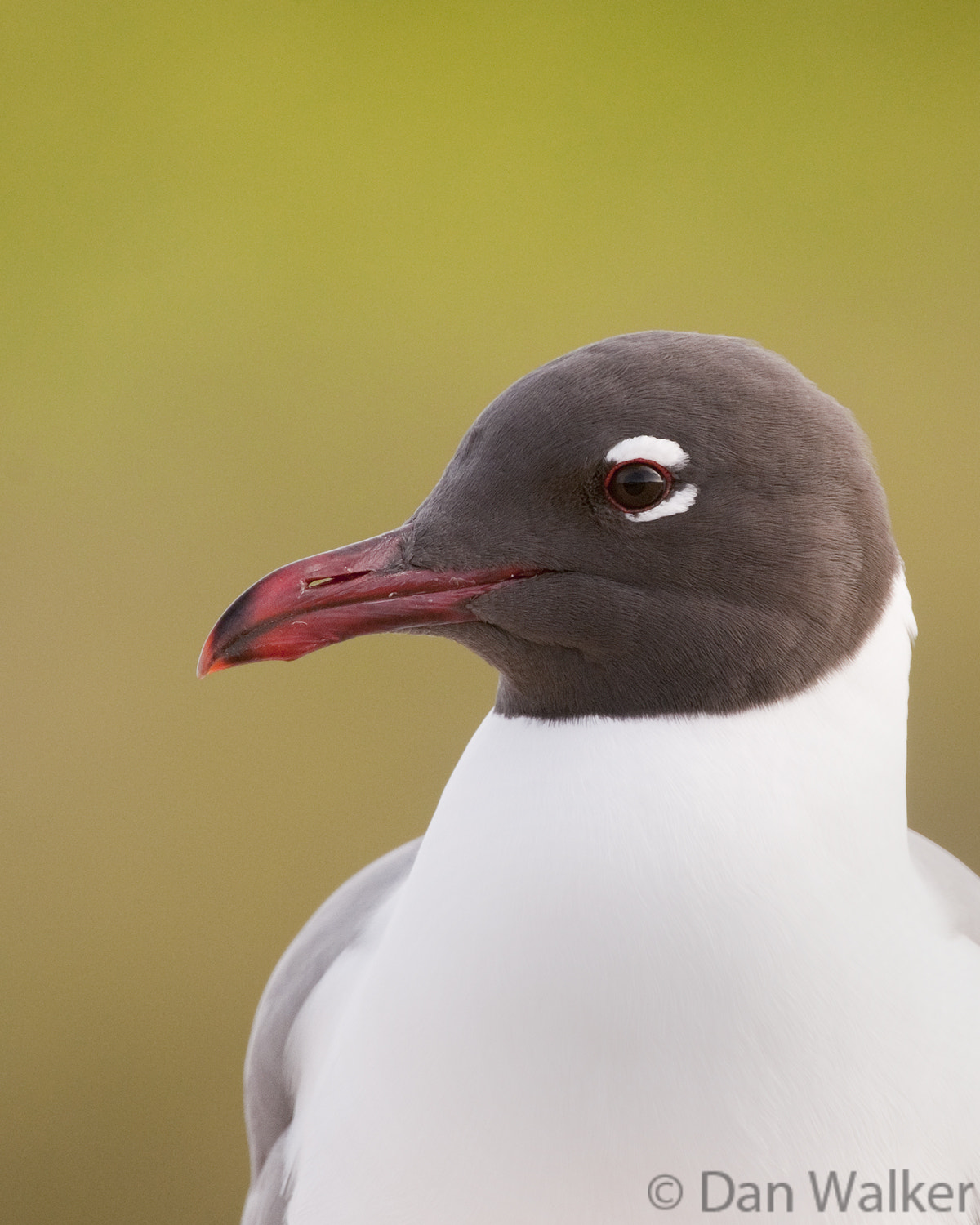 Nikon AF-S Nikkor 200-400mm F4G ED-IF VR sample photo. Laughing gull photography