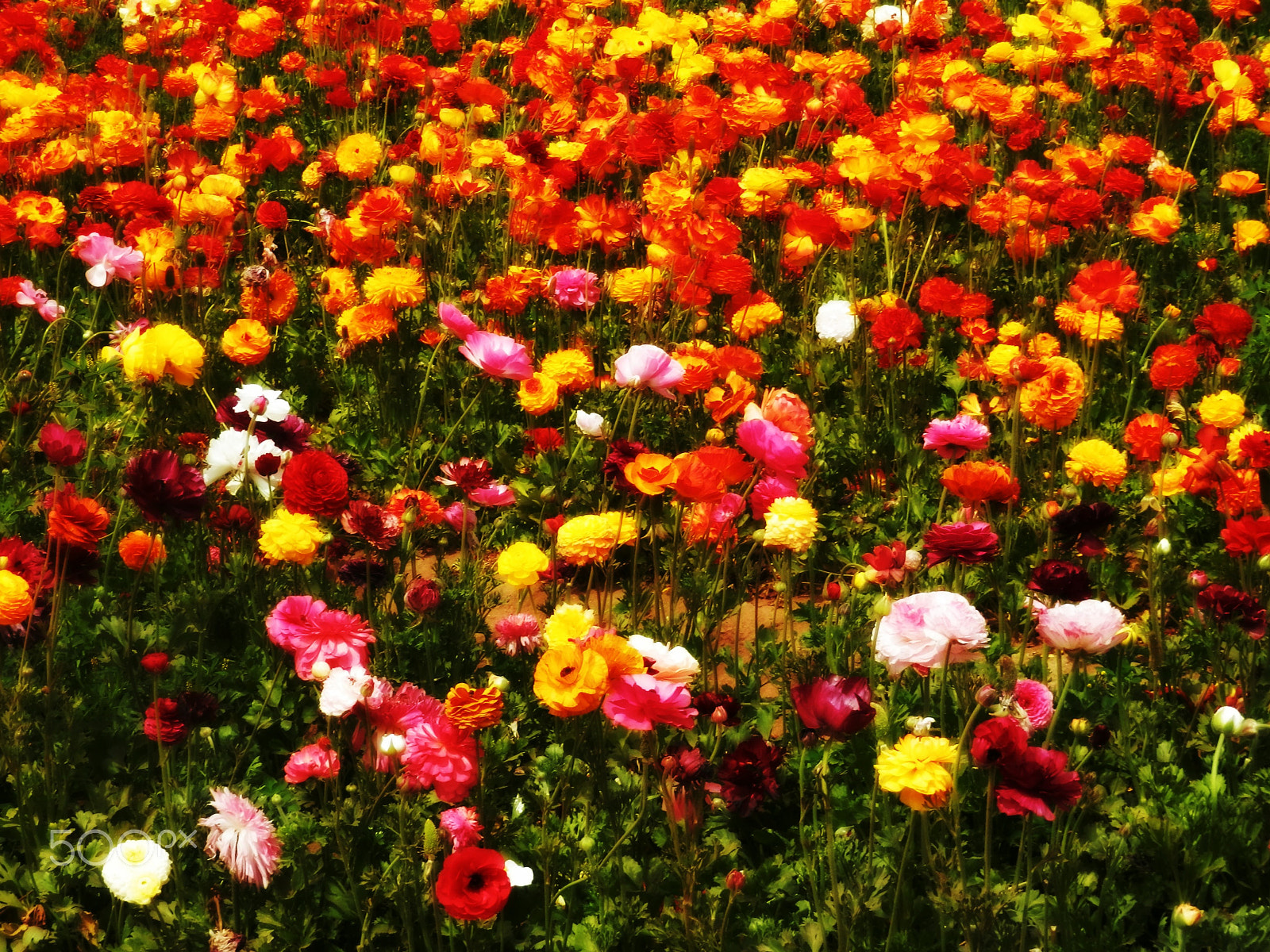 Olympus SZ-12 sample photo. Flower field photography