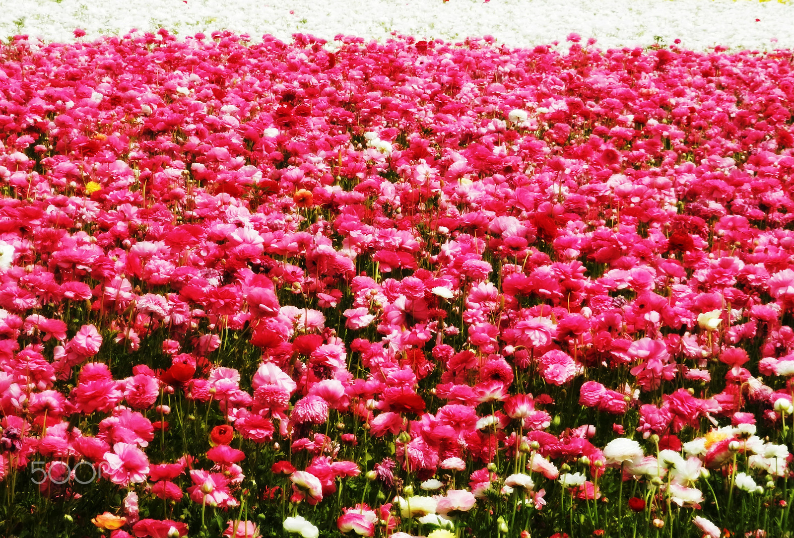 Olympus SZ-12 sample photo. Flower field photography