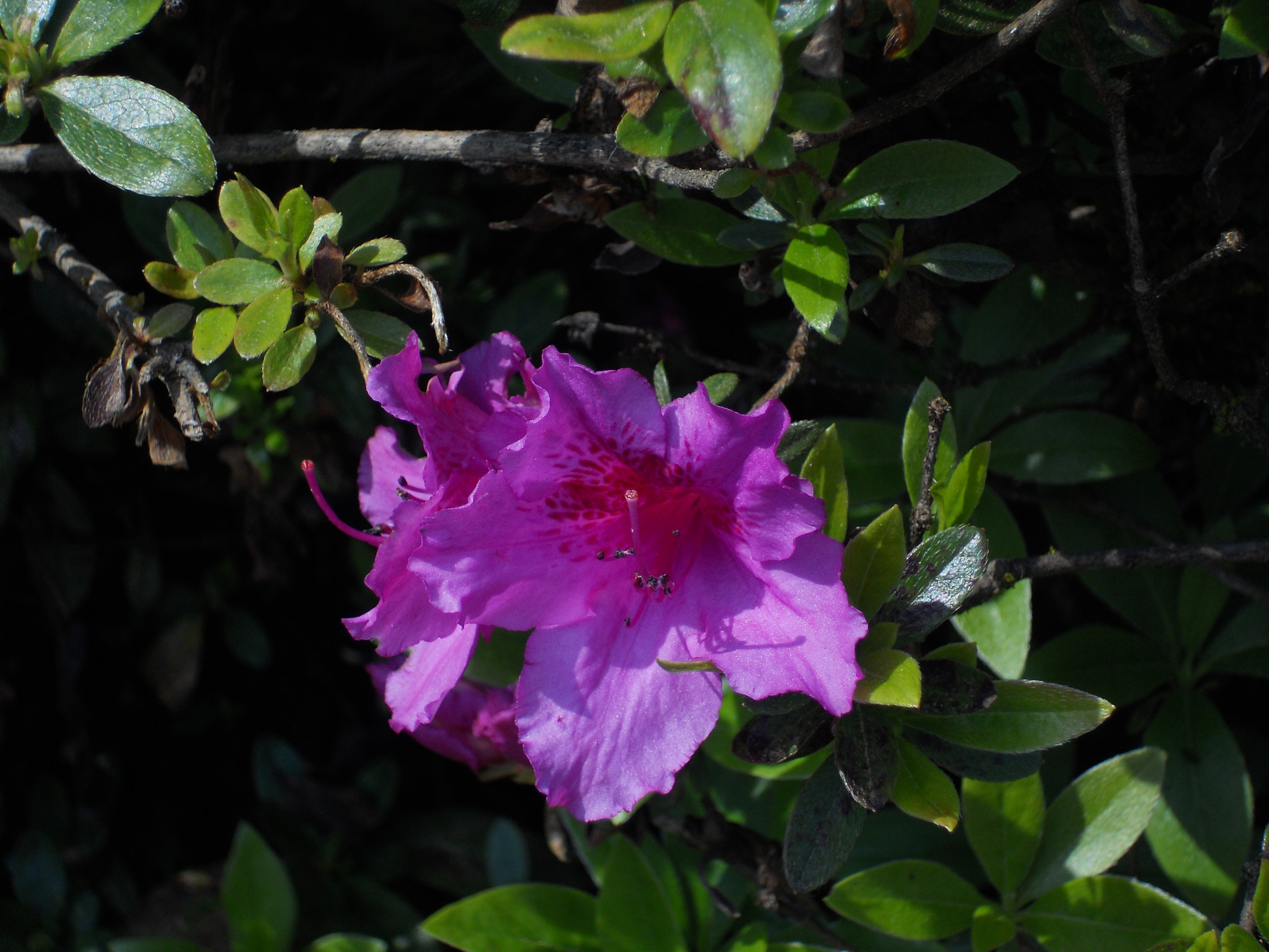 Nikon Coolpix S4000 sample photo. Pink spring beauty photography
