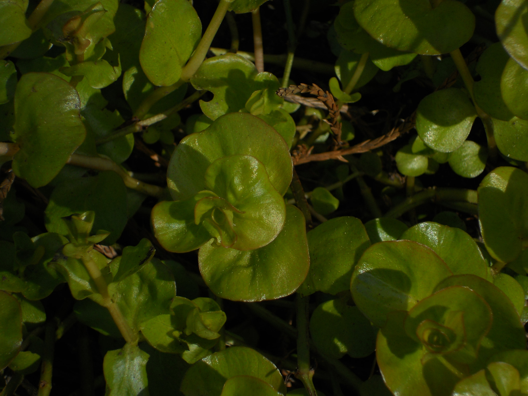 Nikon Coolpix S4000 sample photo. Green spring succulent photography