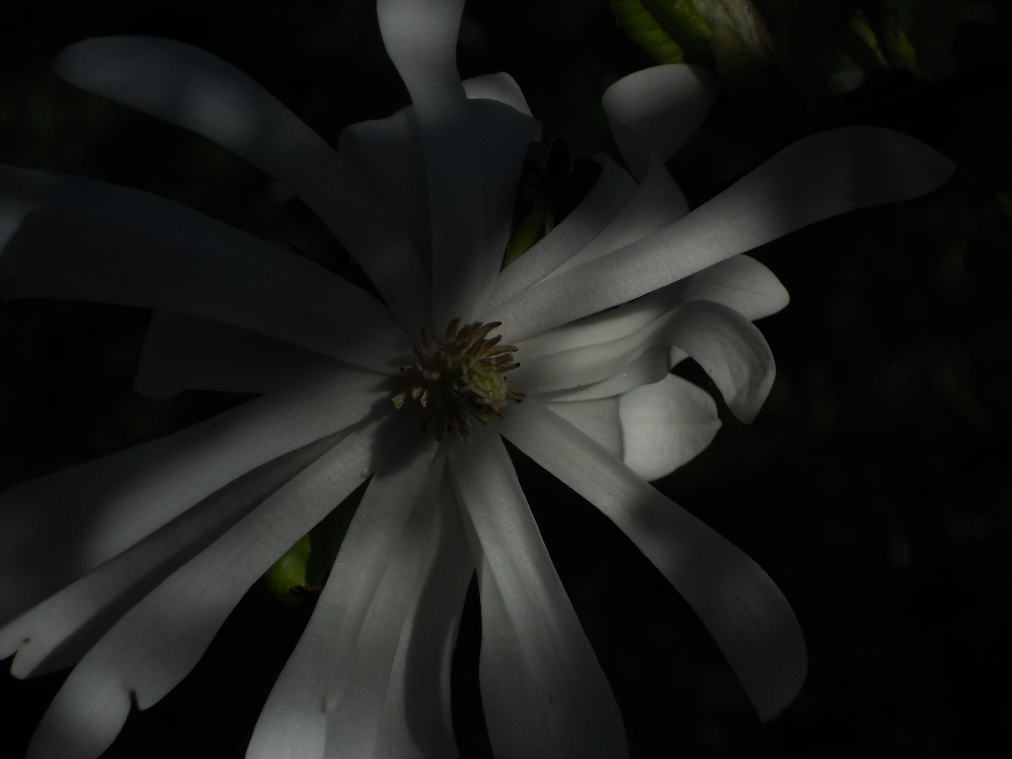 Nikon Coolpix S4000 sample photo. White shadows photography