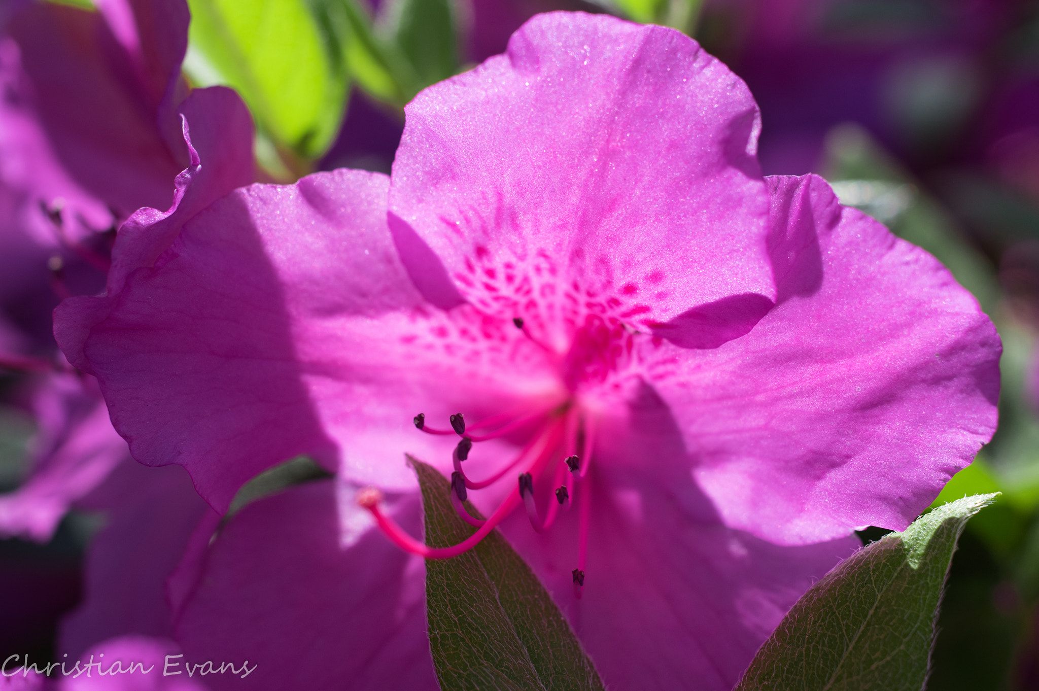 Pentax K-3 + HD Pentax DA 35mm F2.8 Macro Limited sample photo. Azalea bloom pink 2 photography