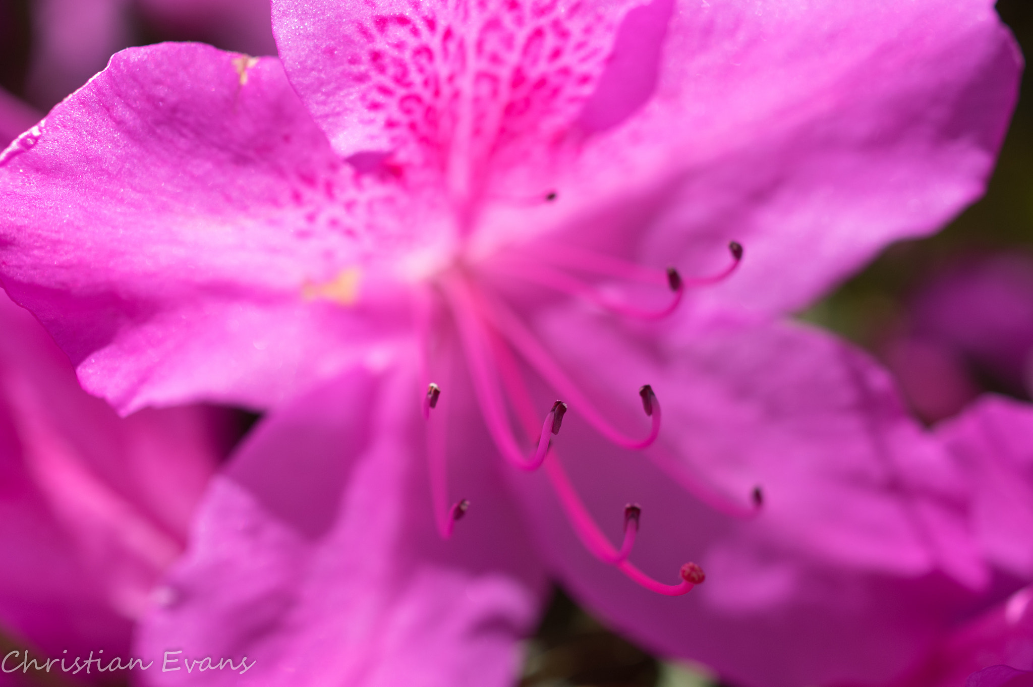 Pentax K-3 + HD Pentax DA 35mm F2.8 Macro Limited sample photo. Azalea bloom pink 3 photography