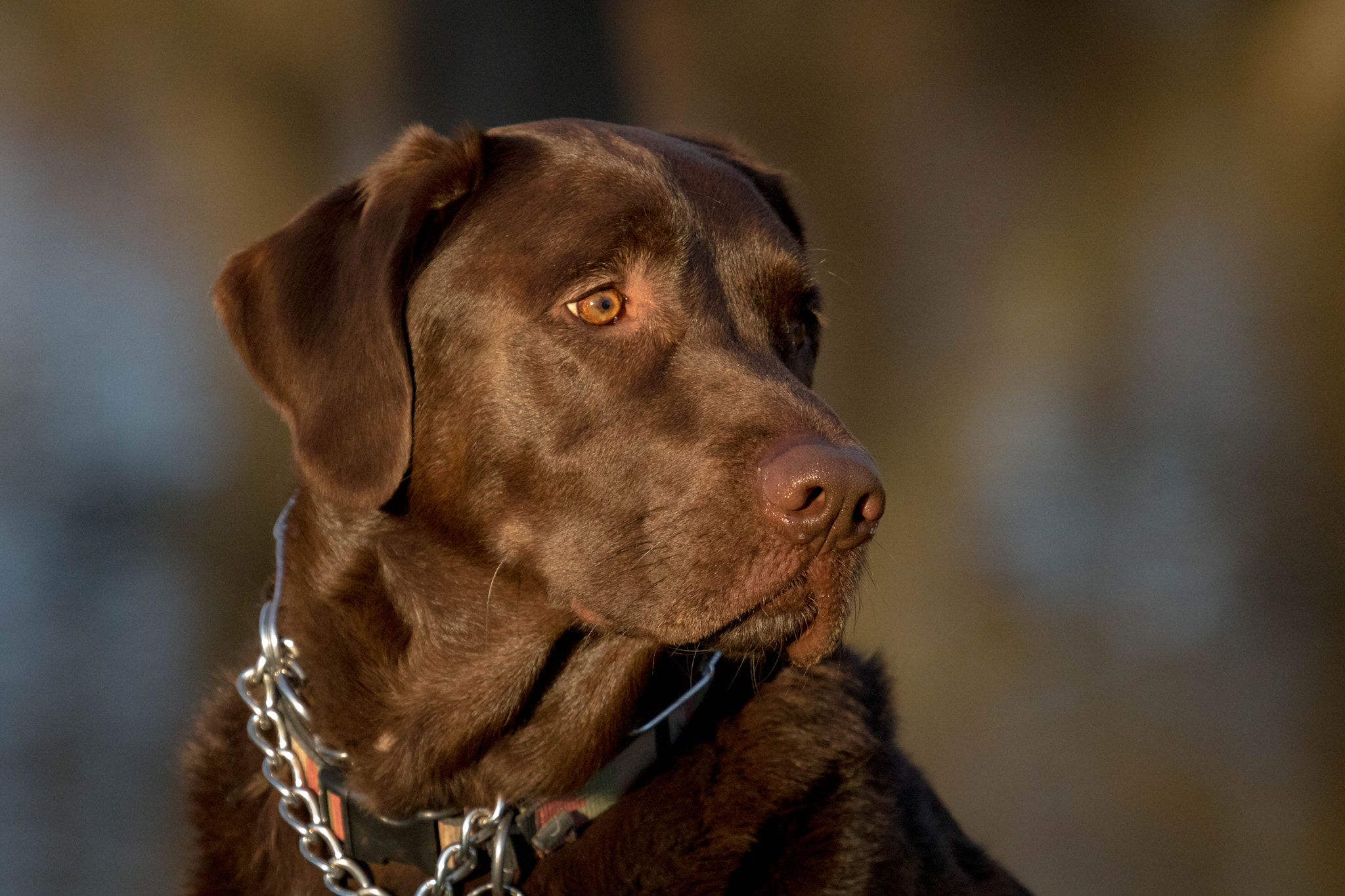 Canon EF 100-400mm F4.5-5.6L IS USM sample photo. Chocolate lab photography