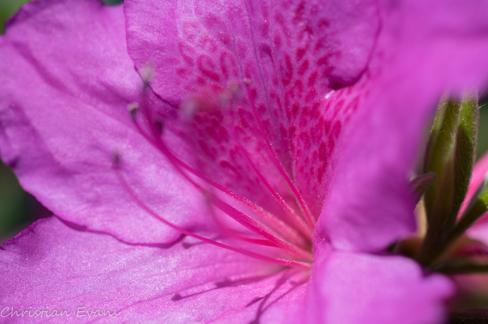 Pentax K-3 + HD Pentax DA 35mm F2.8 Macro Limited sample photo. Azalea bloom pink 4 photography