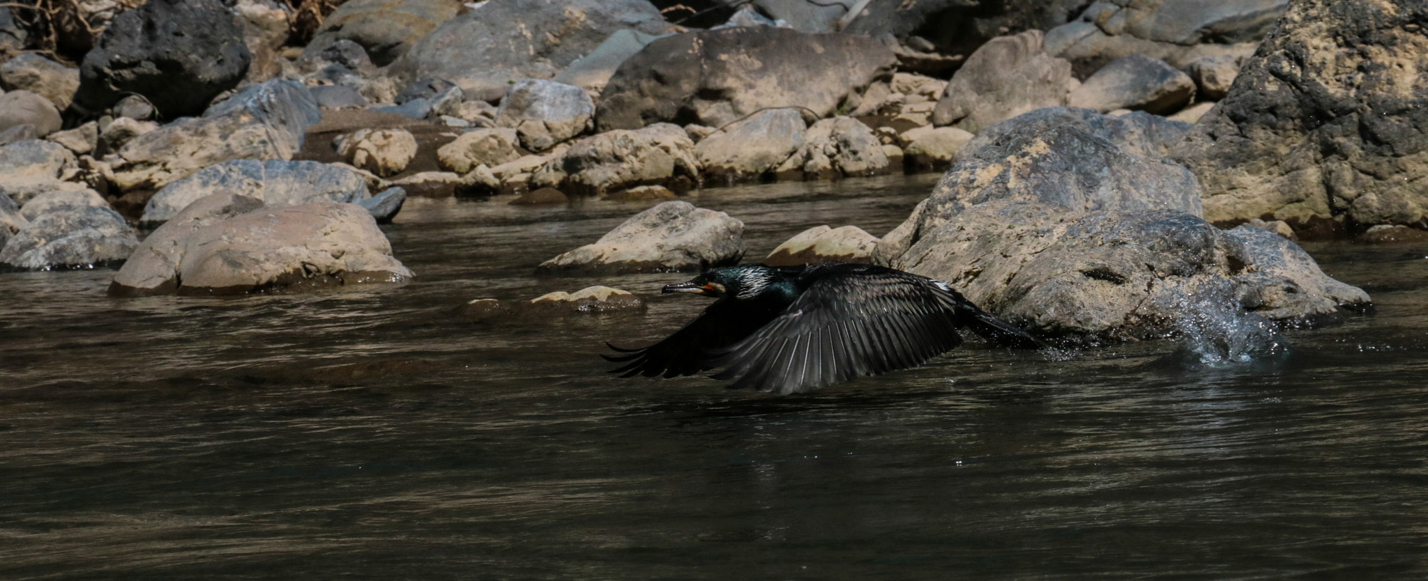 Canon EOS 760D (EOS Rebel T6s / EOS 8000D) sample photo. Arashiyama animals photography