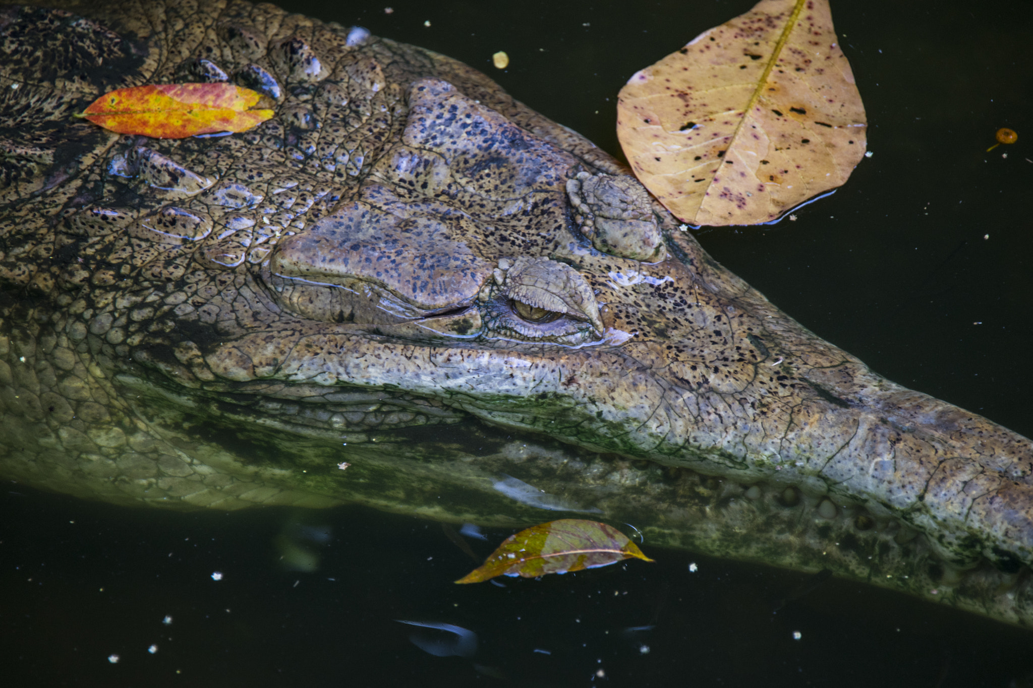 Sony a7 II + Tamron SP 150-600mm F5-6.3 Di VC USD sample photo. As still as a rock photography