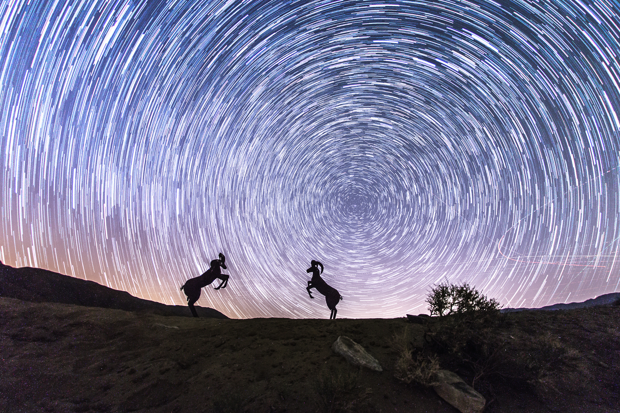 Canon EOS 6D + Sigma 15mm f/2.8 EX Fisheye sample photo. Bighorn sheep and star trails photography