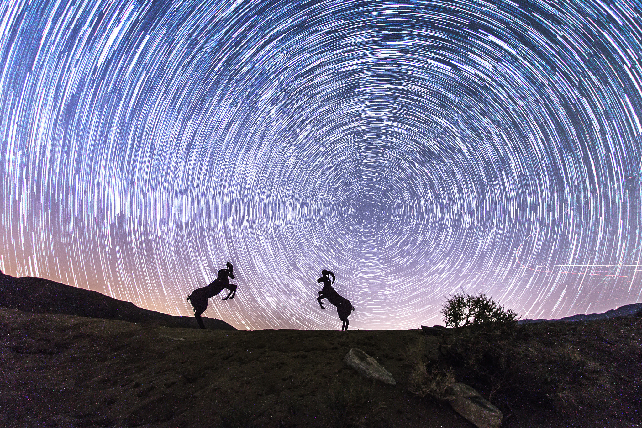 Sigma 15mm f/2.8 EX Fisheye sample photo. Bighorn sheep and star trails photography