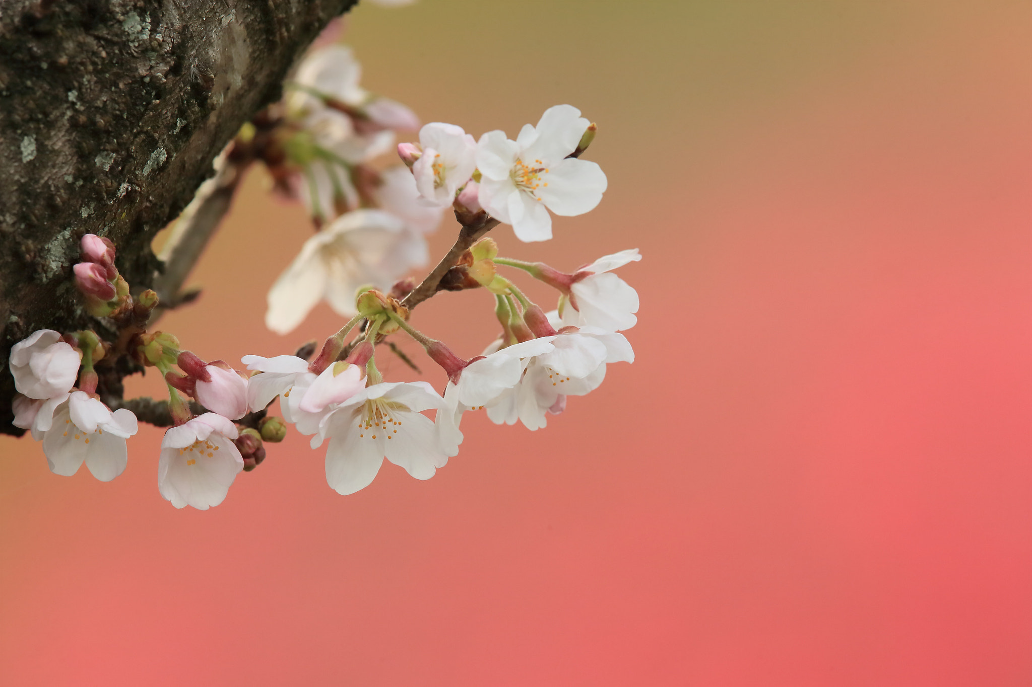 Canon EF 400mm F2.8L IS II USM sample photo. サクラ  花− photography
