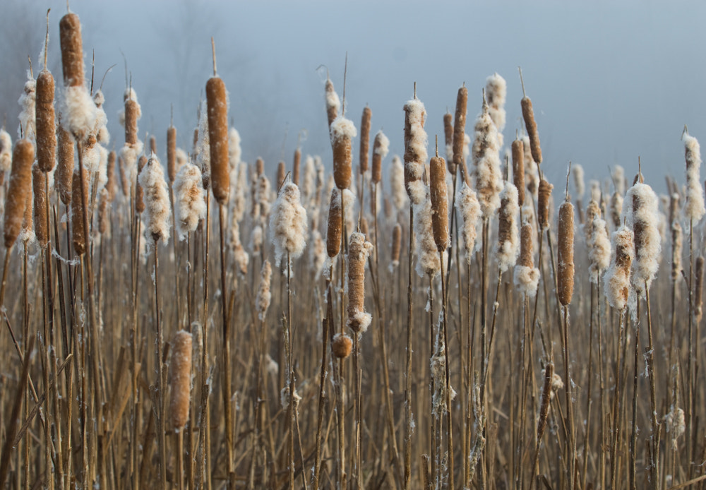 Nikon D200 + Nikon AF-S Nikkor 70-200mm F2.8G ED VR sample photo. Cat tails photography