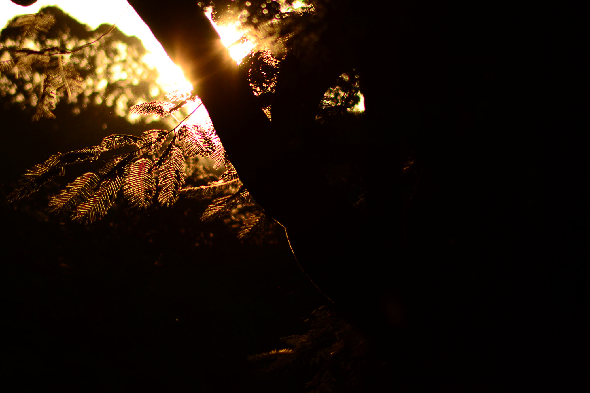 Nikon AF Nikkor 70-300mm F4-5.6G sample photo. Golden hour photography