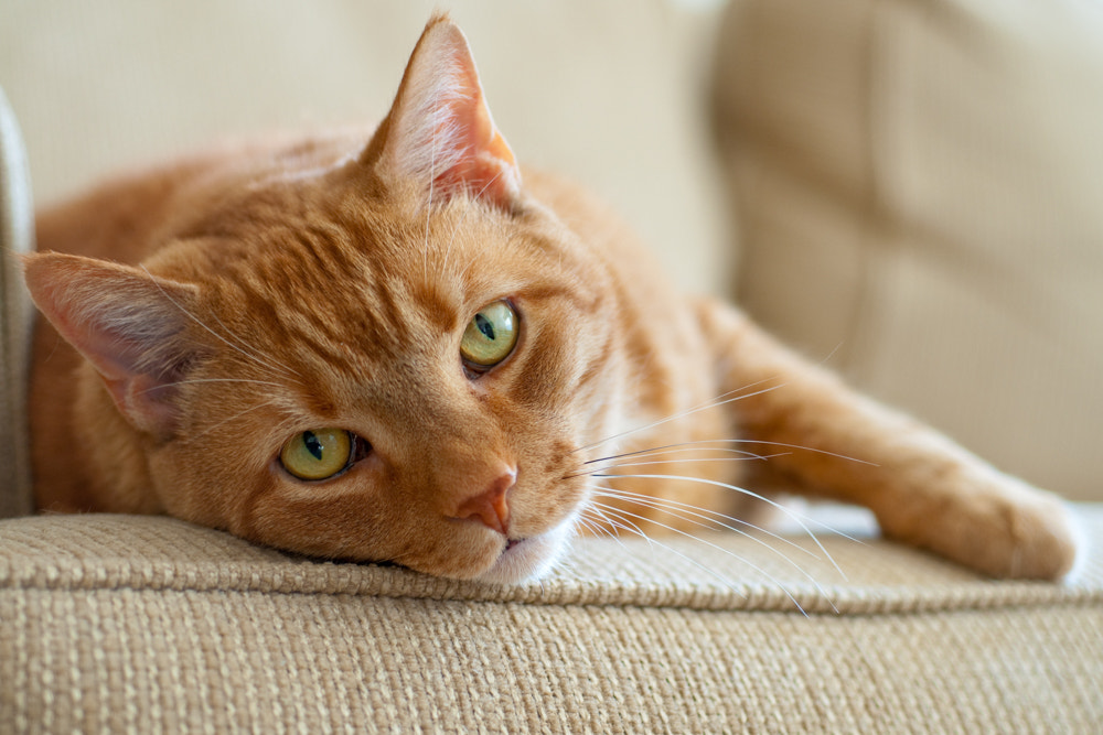Nikon D300 + Nikon AF Micro-Nikkor 60mm F2.8D sample photo. Lounging photography