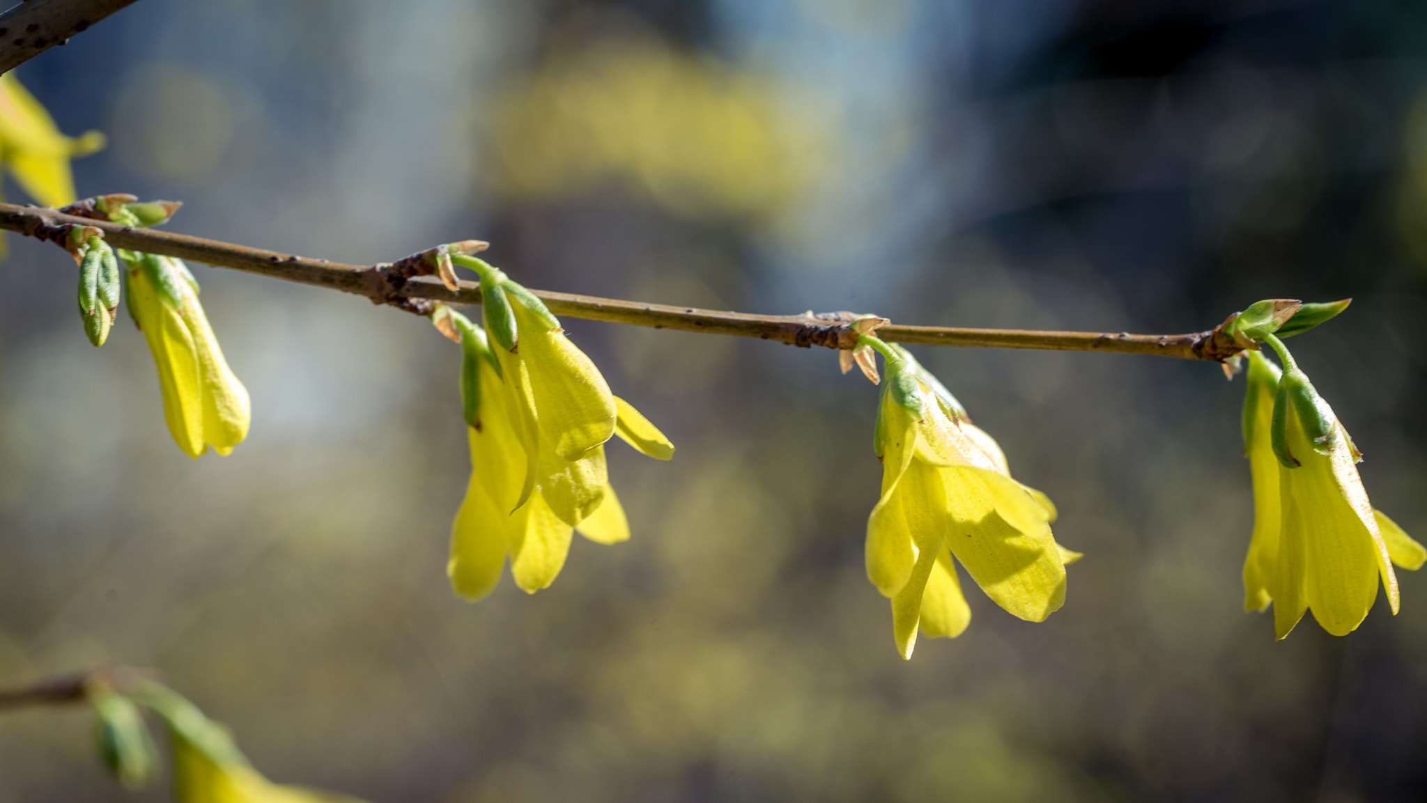 Sony a7S + Sony FE 90mm F2.8 Macro G OSS sample photo. Dsc07931.jpg photography