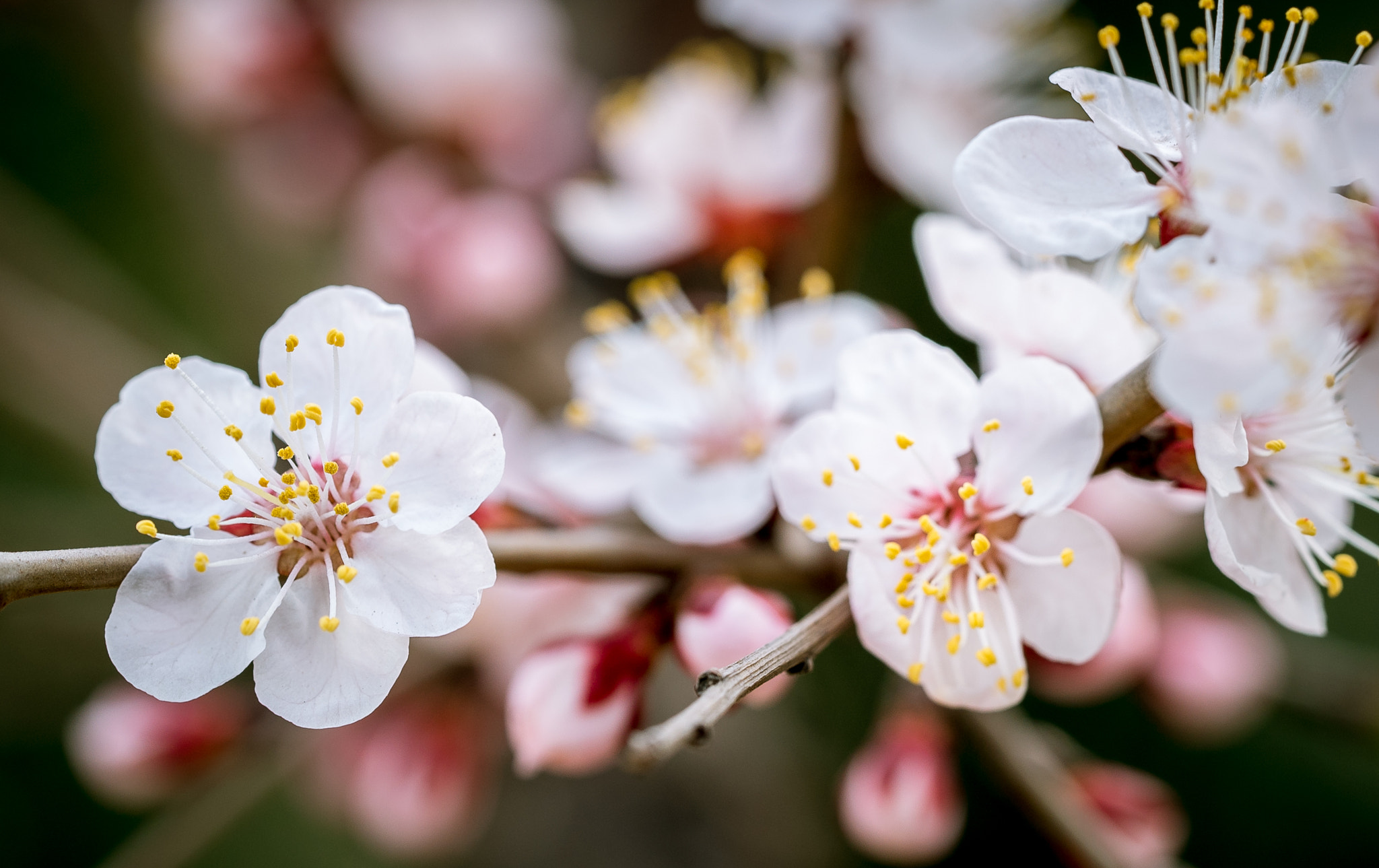 Sony a7S + Sony FE 90mm F2.8 Macro G OSS sample photo. Dsc07905.jpg photography