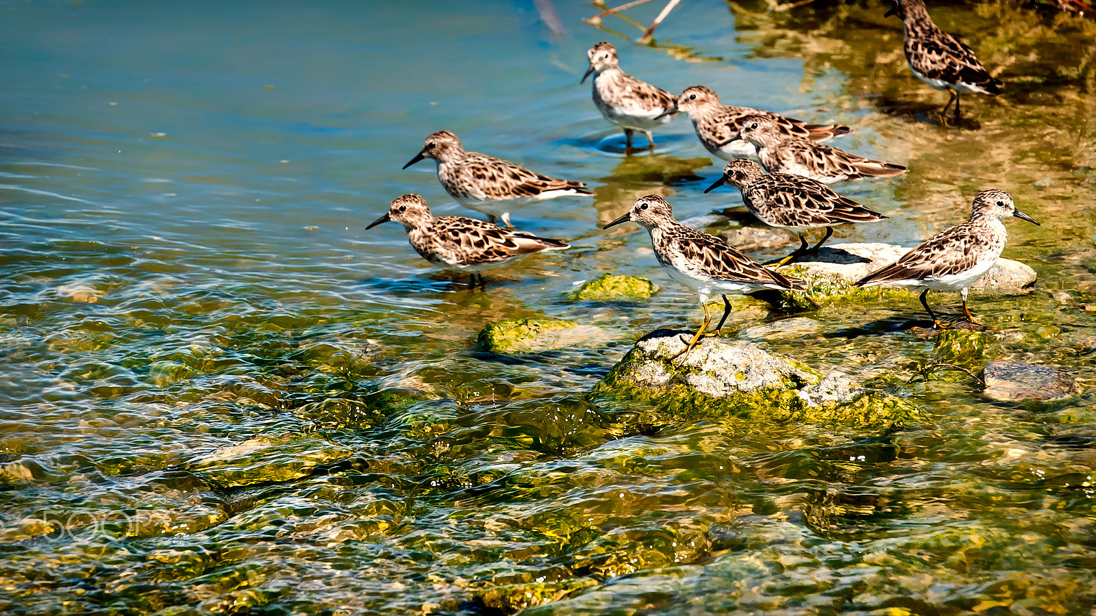 Nikon D60 sample photo. Sandpipers photography
