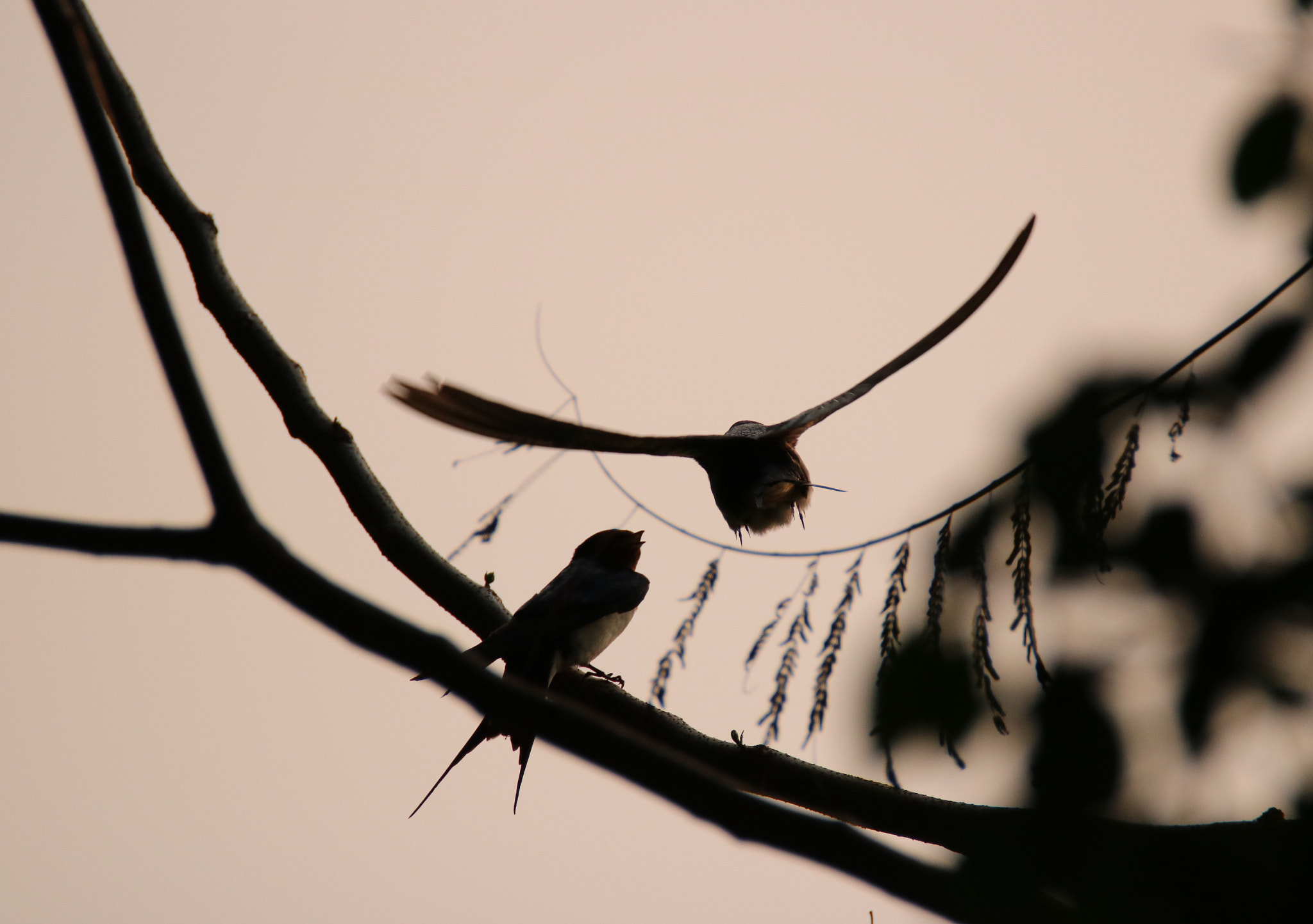 Canon EOS 750D (EOS Rebel T6i / EOS Kiss X8i) sample photo. Playing together photography