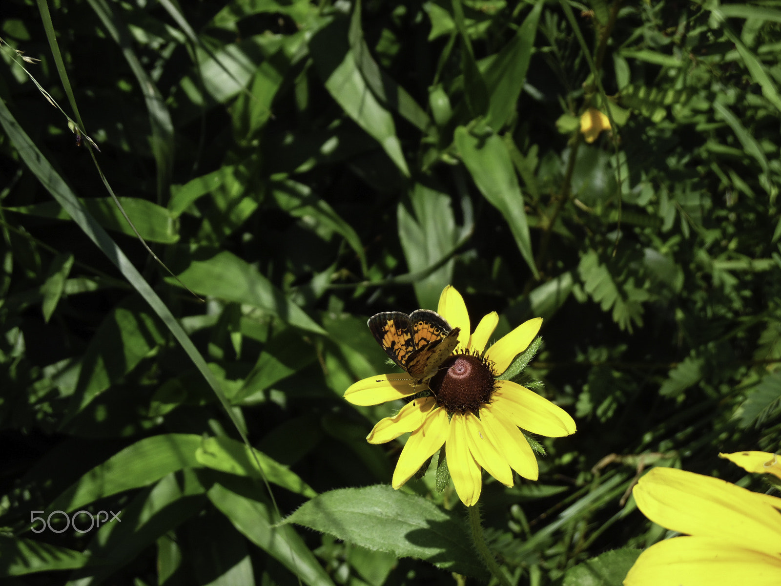Samsung WB35F/WB36F/WB37F sample photo. Butterfly and flower photography