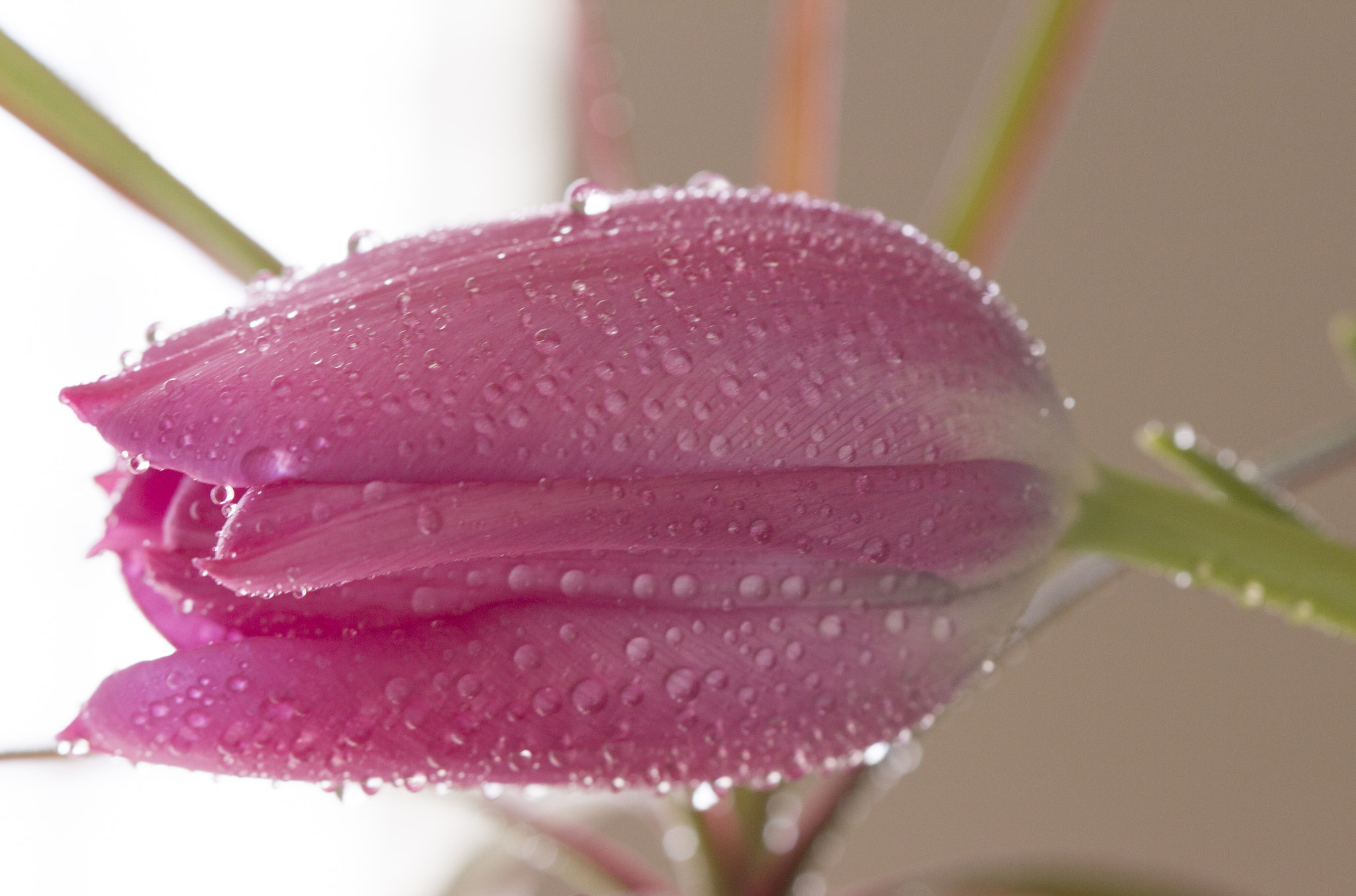 Canon EOS 650D (EOS Rebel T4i / EOS Kiss X6i) sample photo. The delicate tulip photography